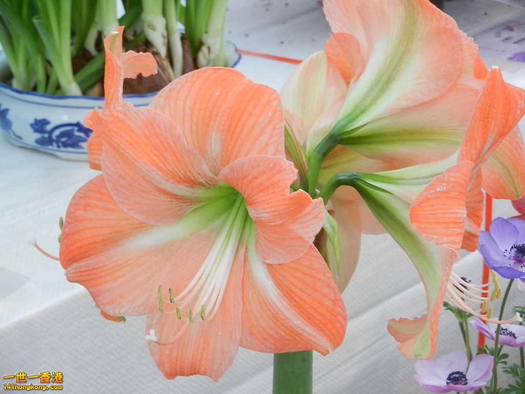 DSCN8672.JPG