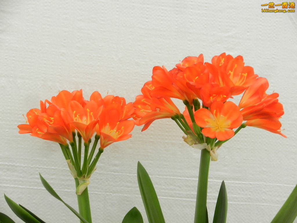 DSCN8673.JPG