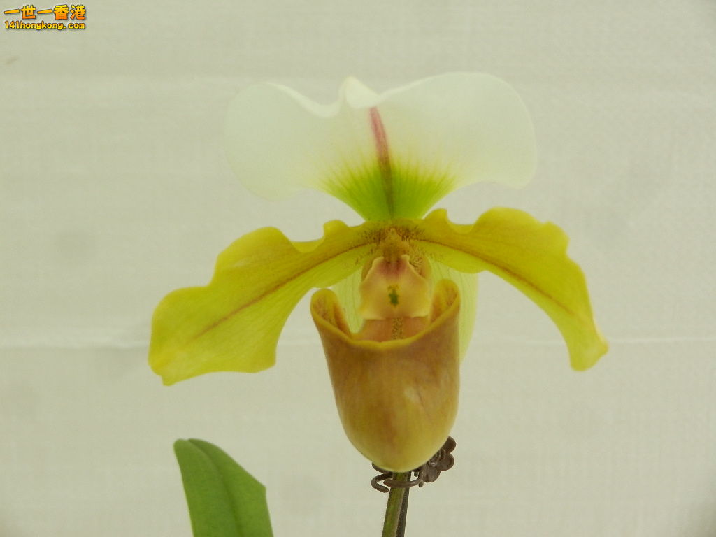 DSCN8690.JPG