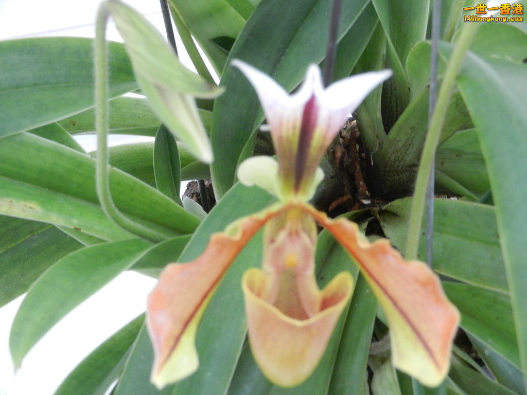DSCN8693.JPG