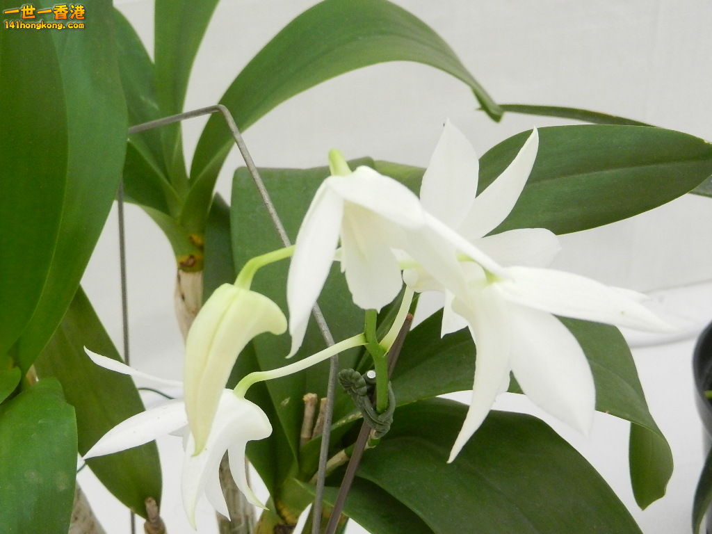 DSCN8698.JPG