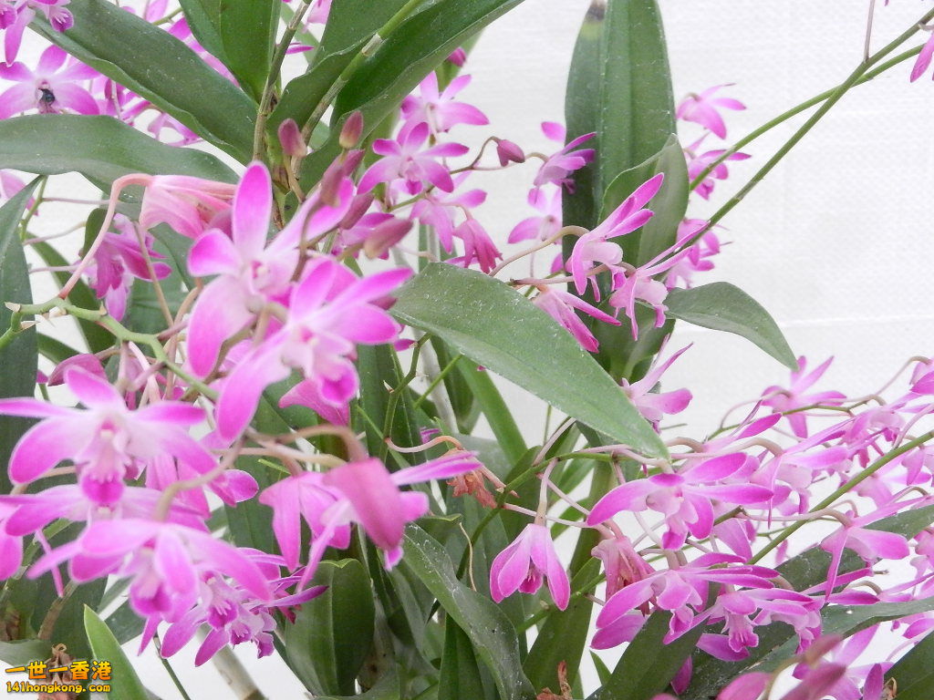 DSCN8699.JPG