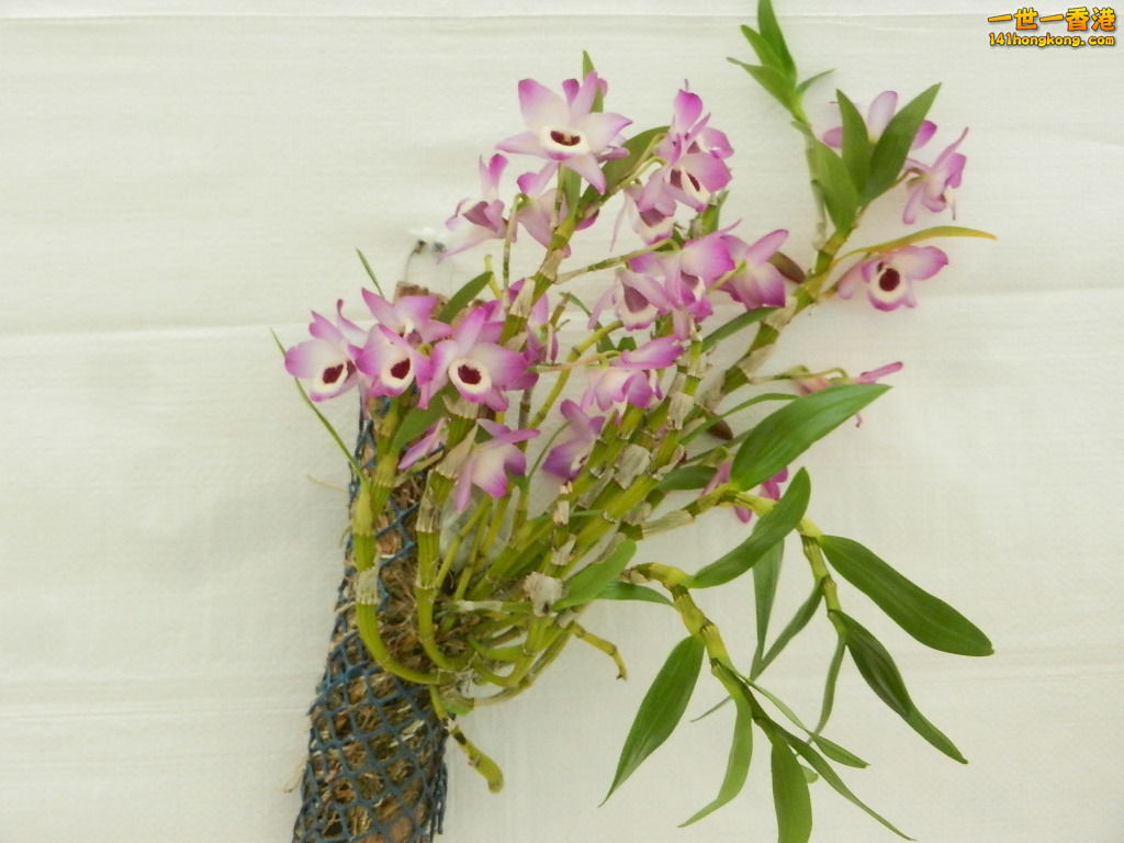 DSCN8702.JPG