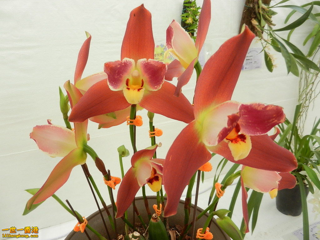 DSCN8708.JPG