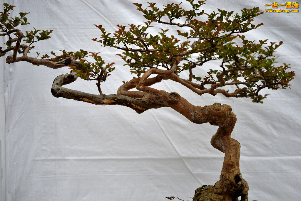 DSC_1263.jpg