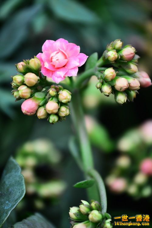 CSC_3879.jpg