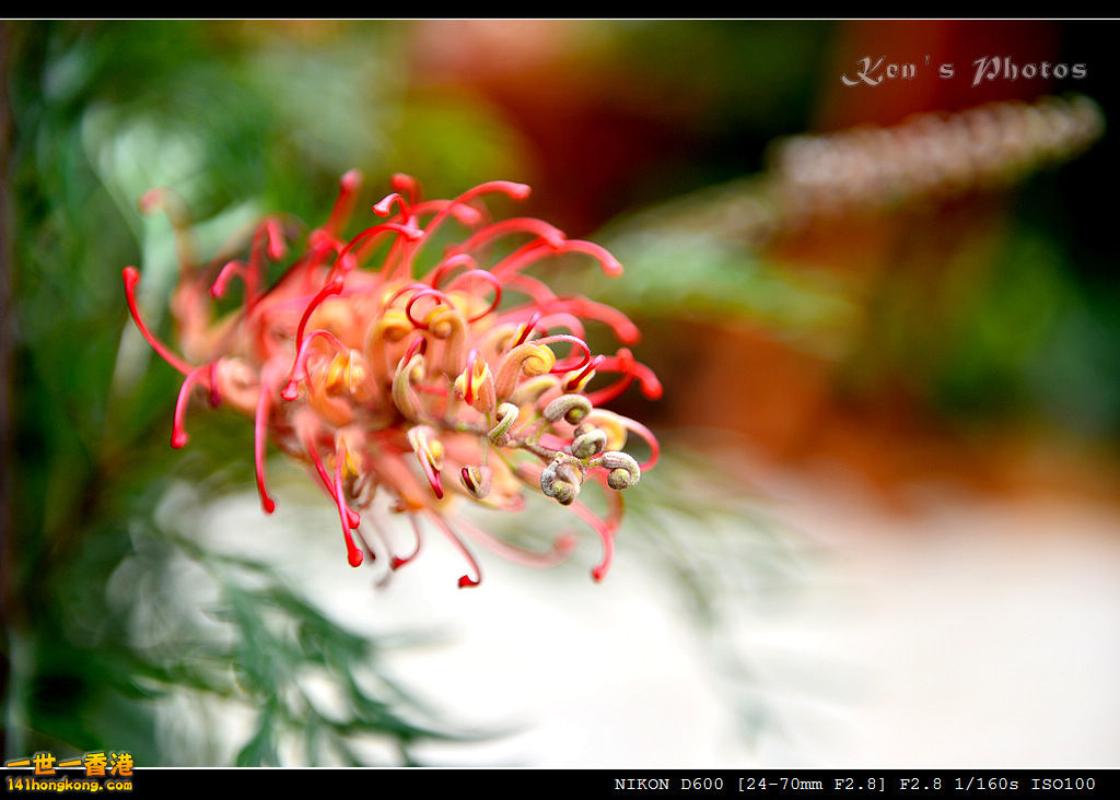 DSC_5329.jpg