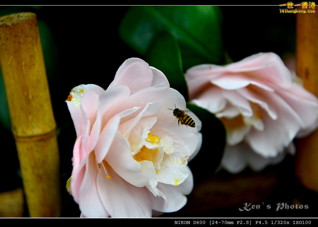 DSC_5354.jpg