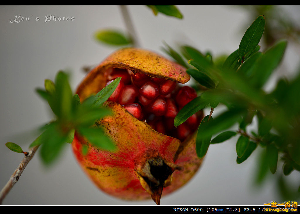 DSC_6304.jpg