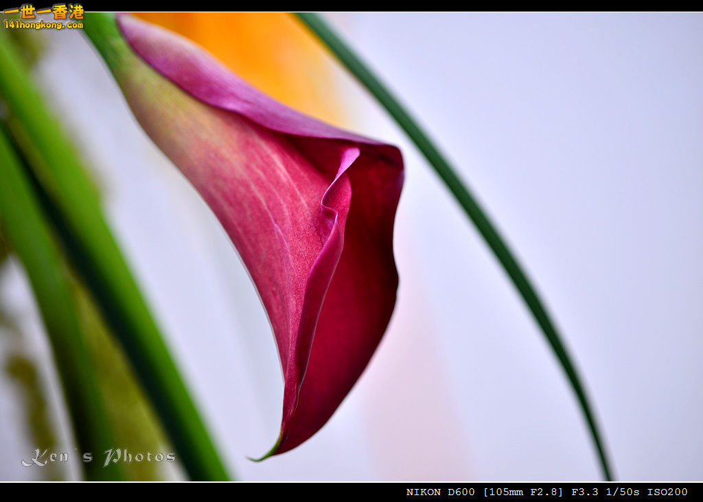 DSC_6363.jpg