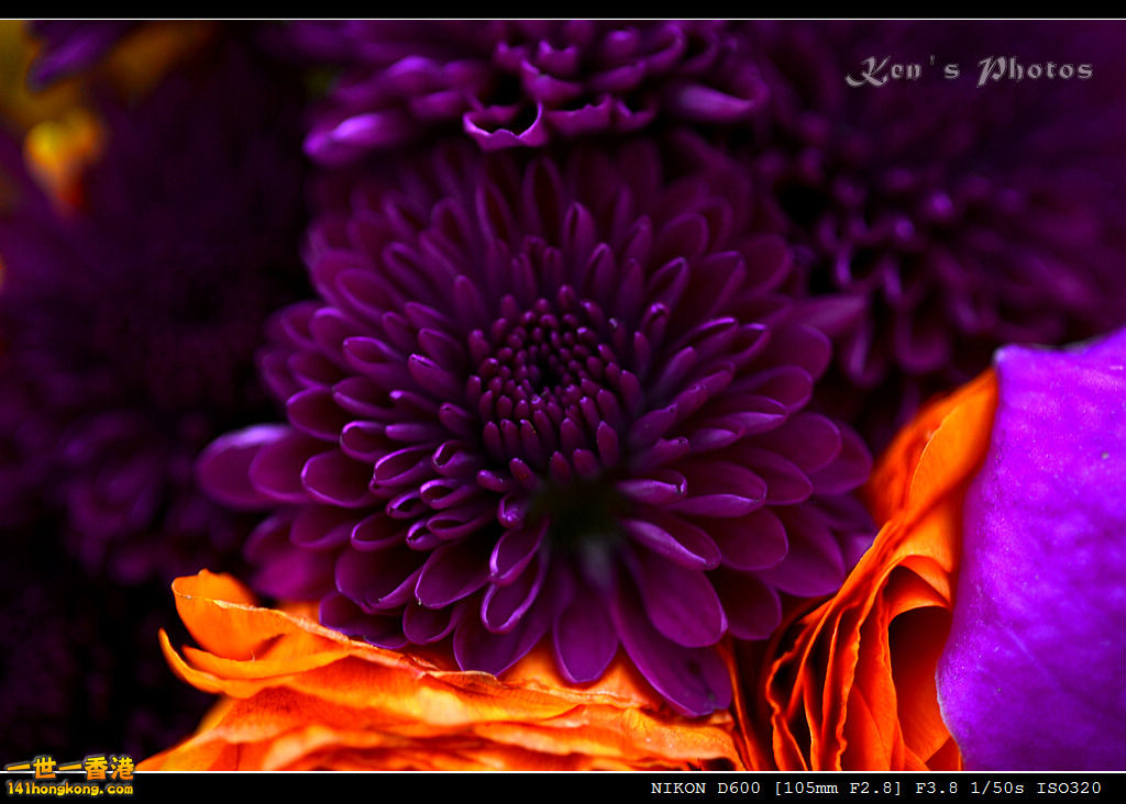 DSC_6370.jpg