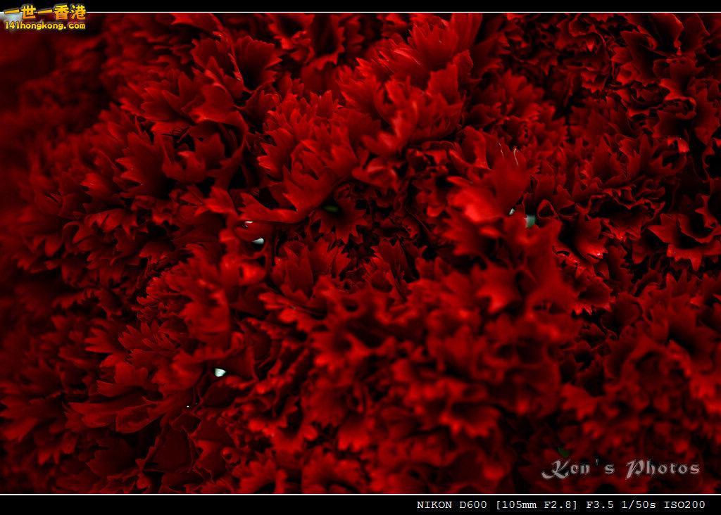DSC_6485.jpg