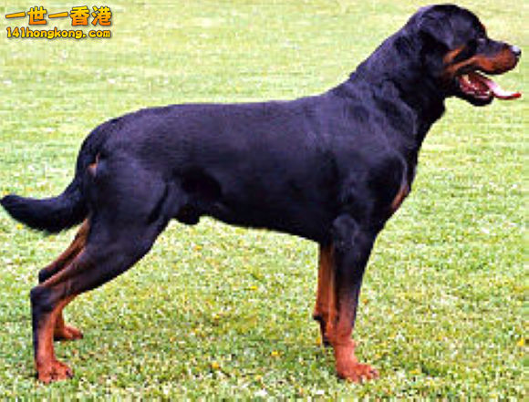 250px-RottweilerB.jpg