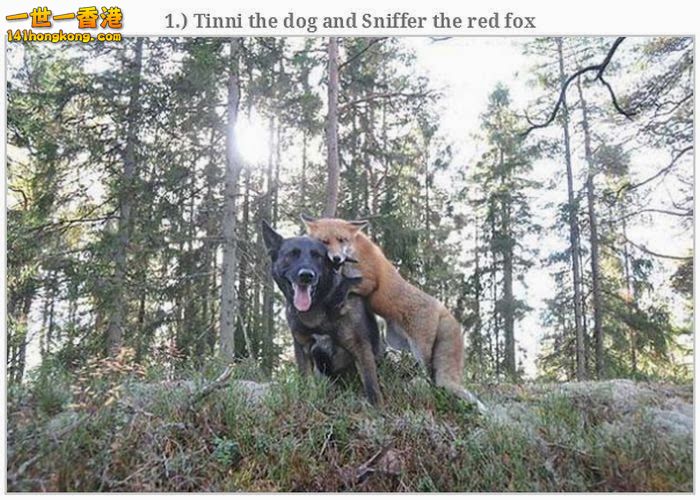 animal_friendships_01.jpg