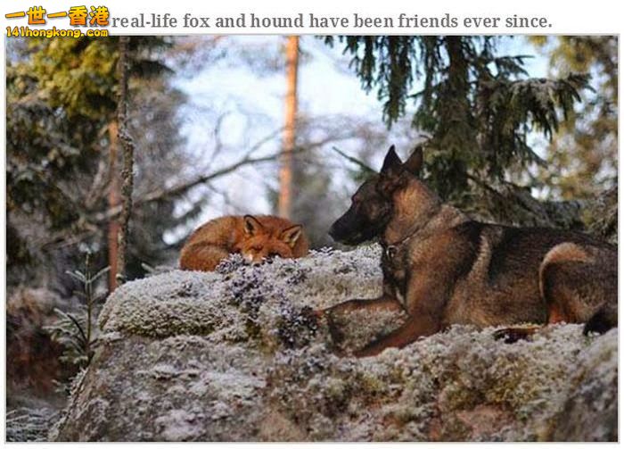 animal_friendships_04.jpg