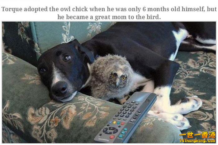 animal_friendships_06.jpg