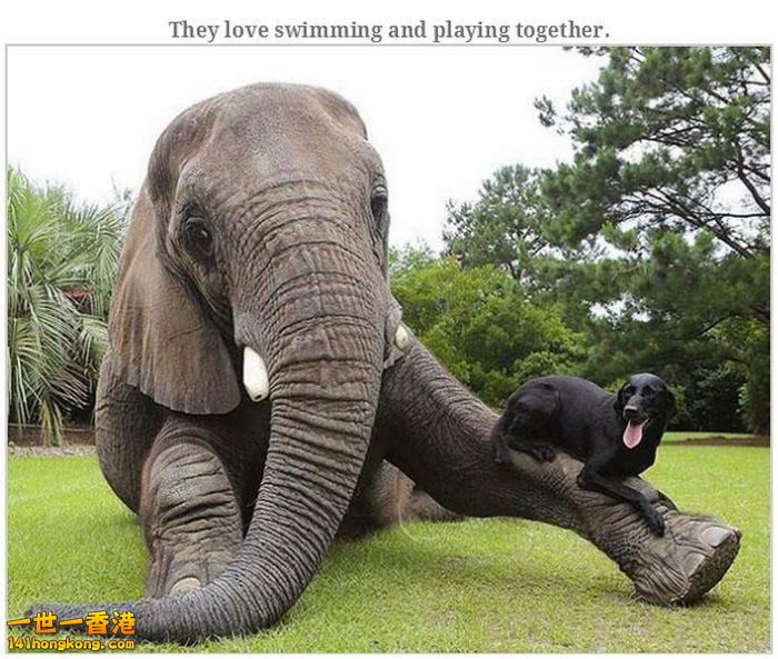 animal_friendships_09.jpg