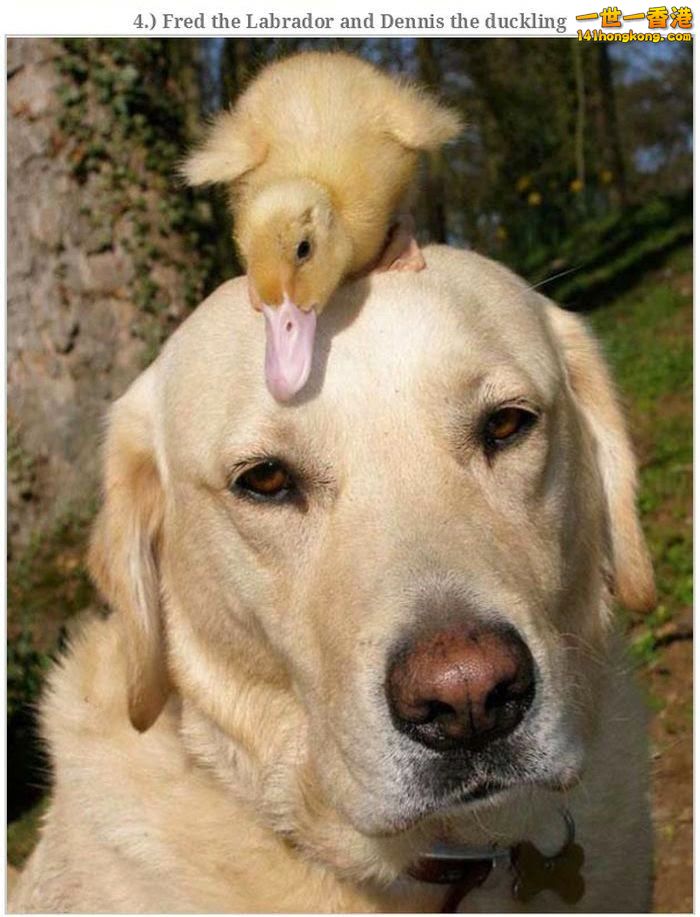 animal_friendships_10.jpg