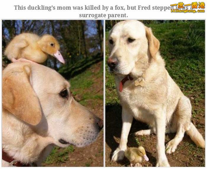 animal_friendships_11.jpg