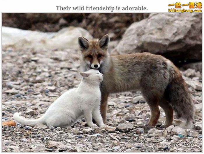 animal_friendships_19.jpg