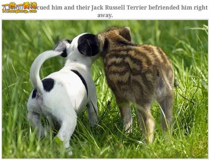 animal_friendships_22.jpg