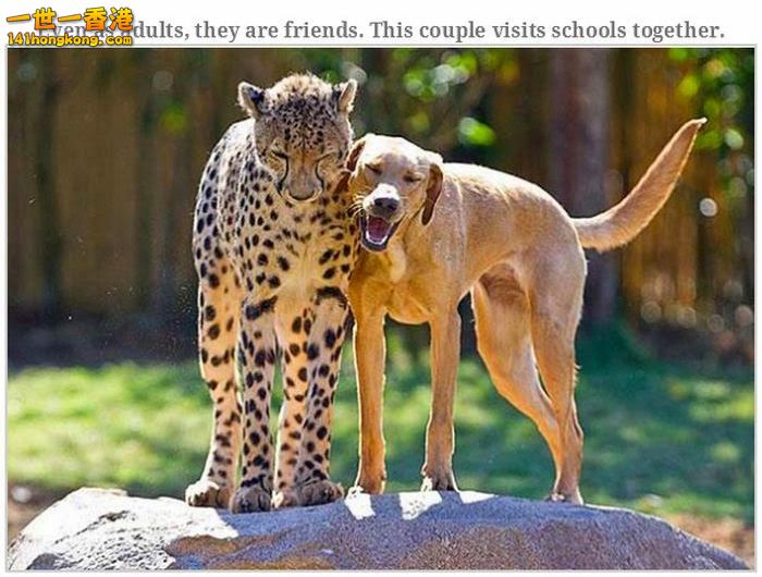 animal_friendships_34.jpg