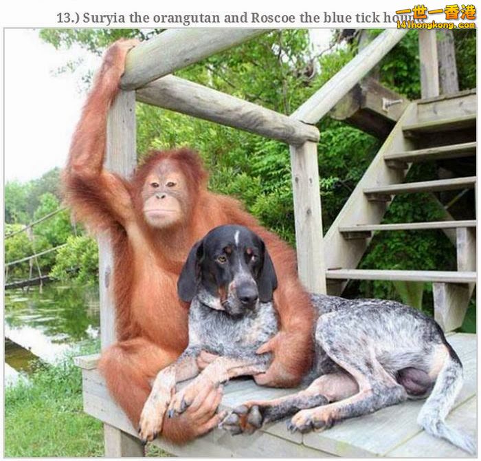 animal_friendships_35.jpg