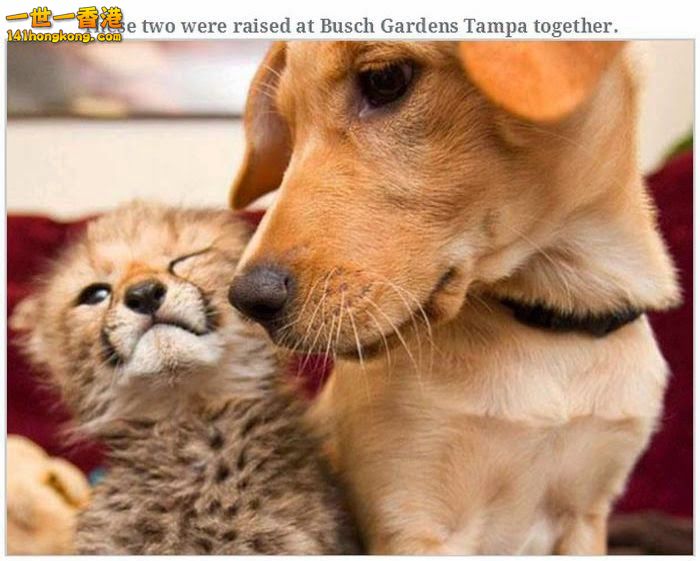 animal_friendships_33.jpg