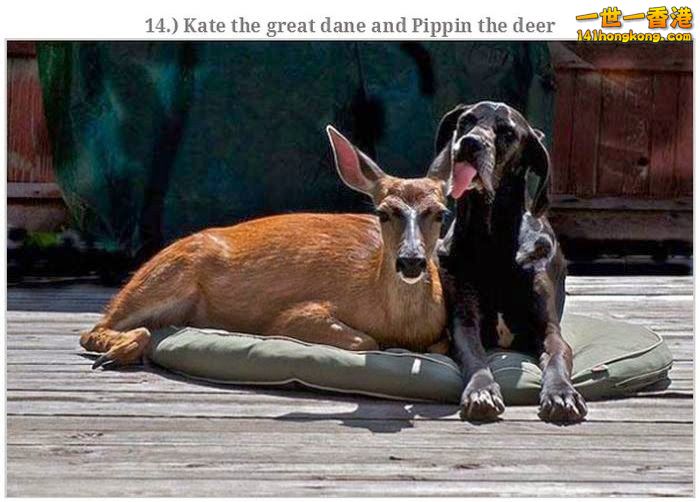 animal_friendships_38.jpg