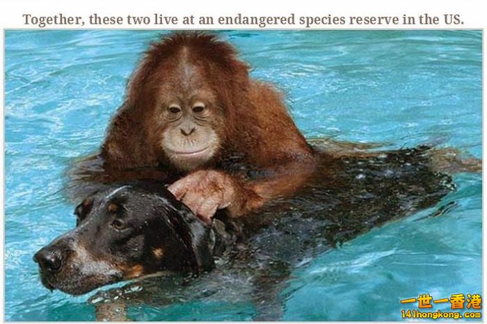 animal_friendships_36.jpg