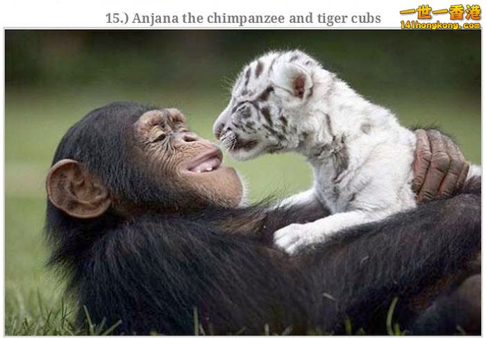 animal_friendships_40.jpg