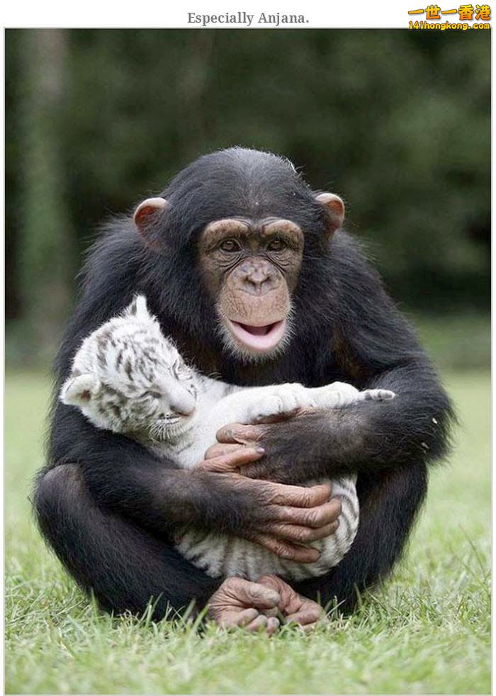 animal_friendships_43.jpg