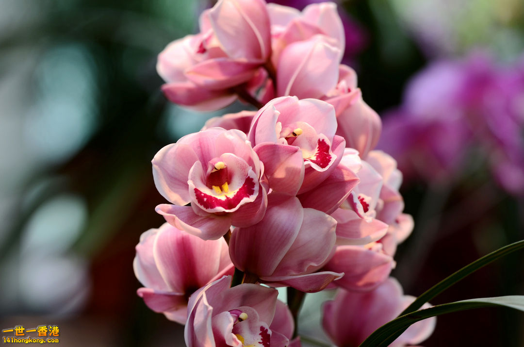 nEO_IMG_DSC_6625.jpg