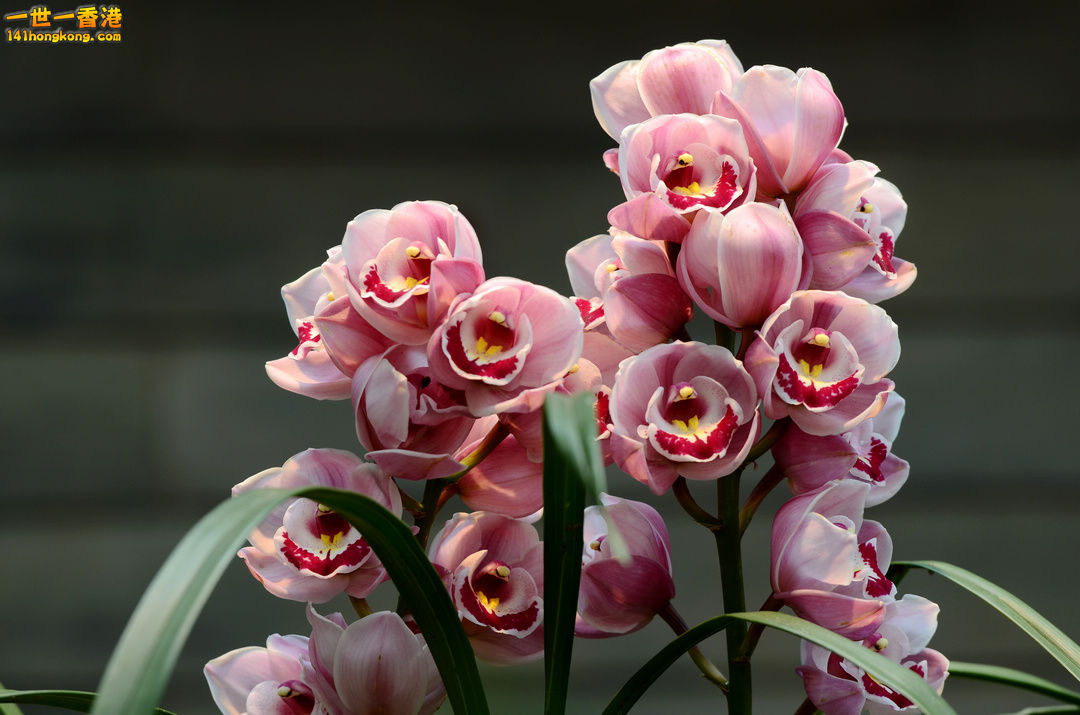 nEO_IMG_DSC_6654.jpg