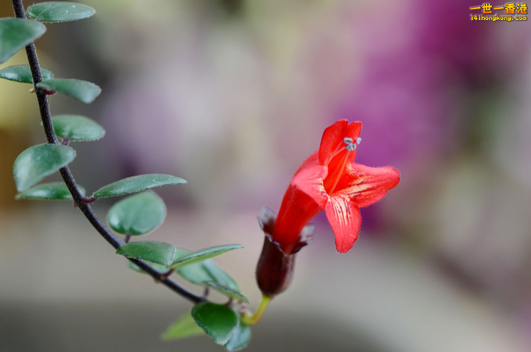 nEO_IMG_DSC_6681.jpg