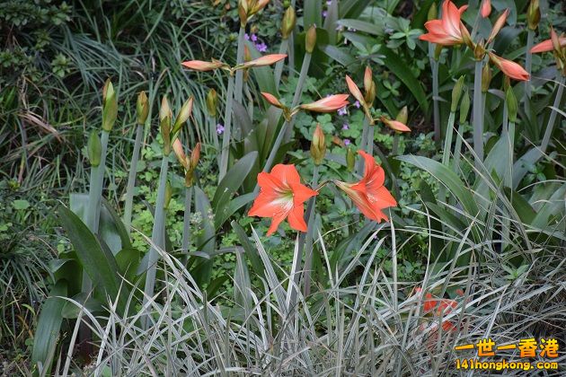 DSC_0039.JPG