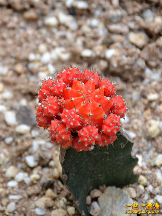 nEO_IMG_DSC_6746.jpg