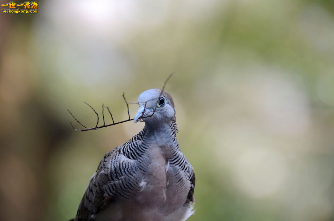 nEO_IMG_DSC_6897.jpg