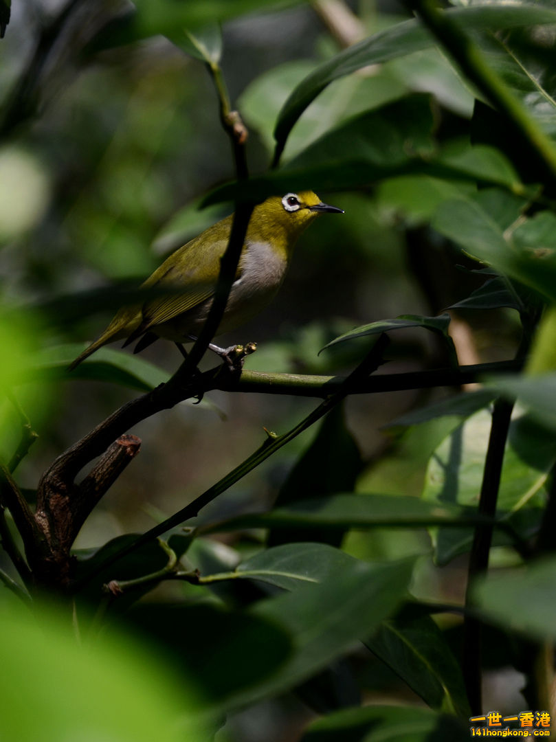 nEO_IMG_DSC_7000.jpg