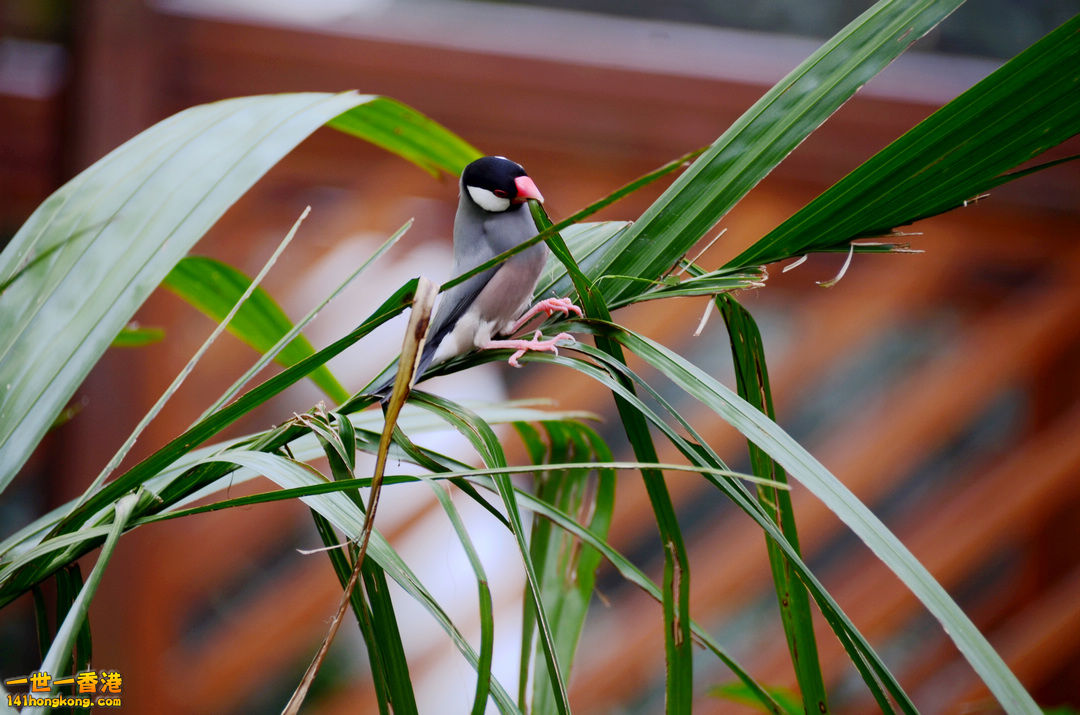 nEO_IMG_DSC_7262.jpg