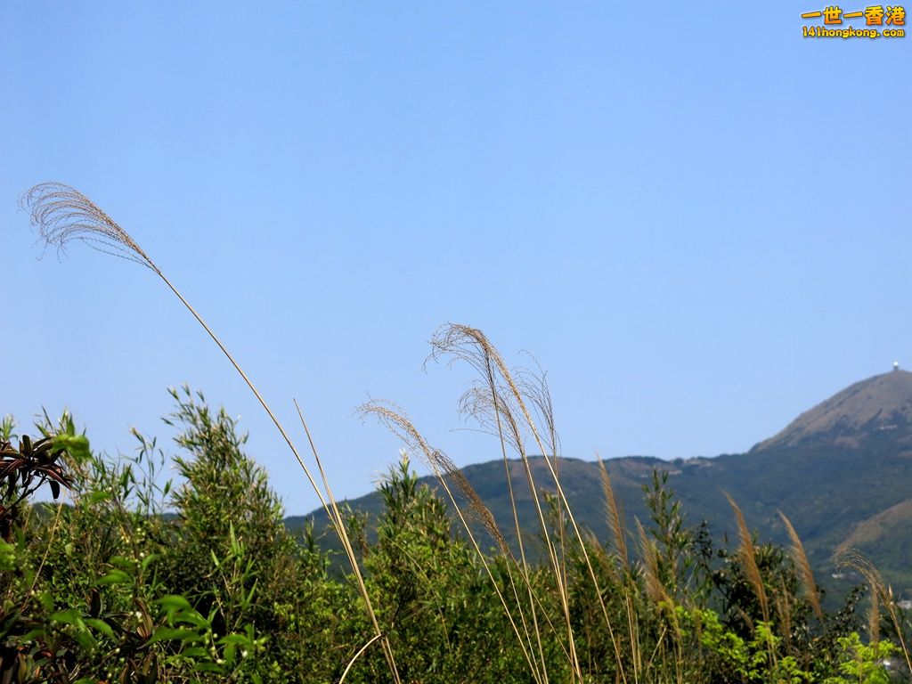 IMG_4133.JPG