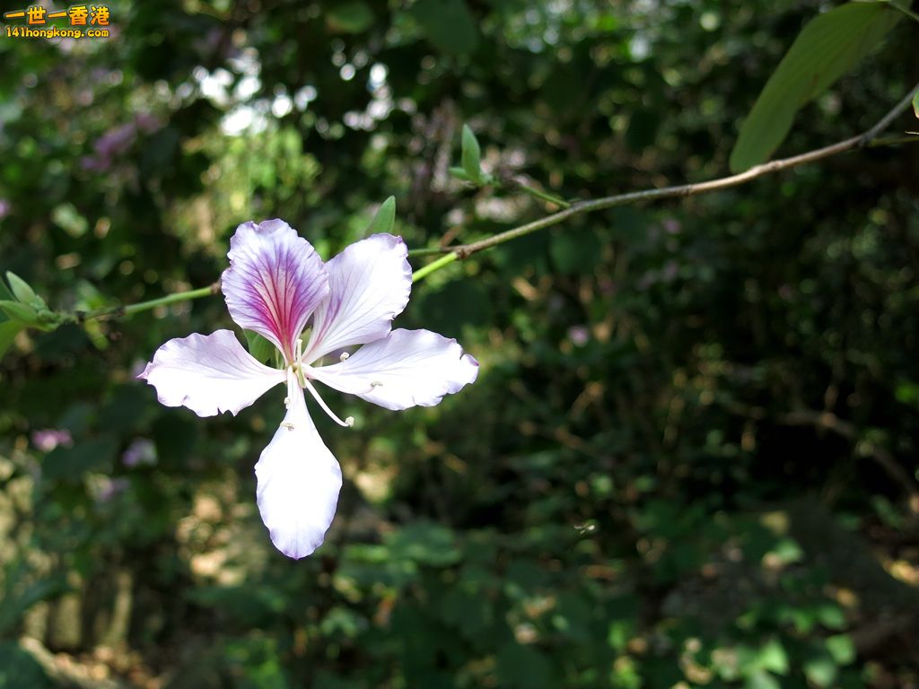 IMG_4078.JPG