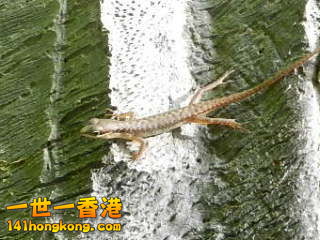 RSCN9564.JPG