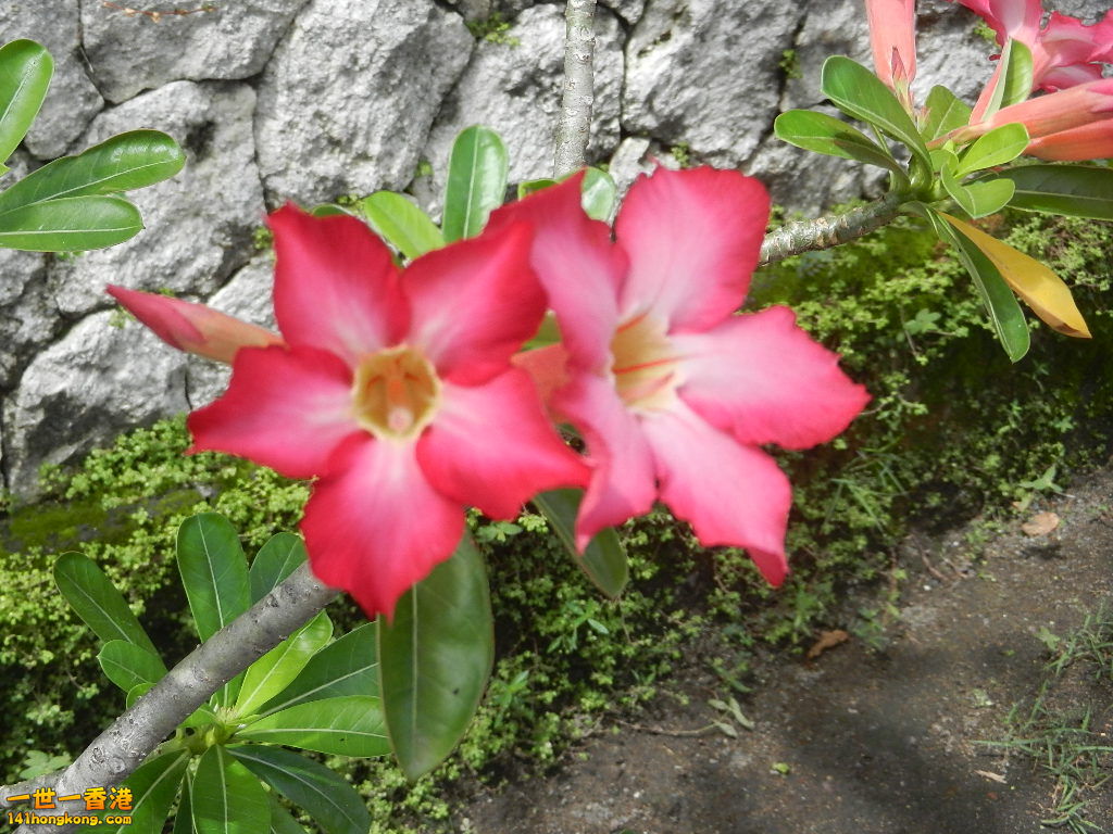 DSCN0039.JPG