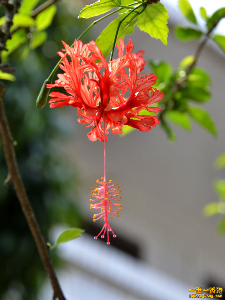 DSC_9651.jpg