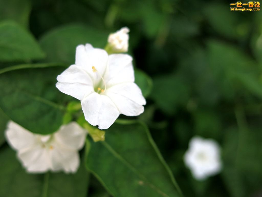 IMG_4589.JPG