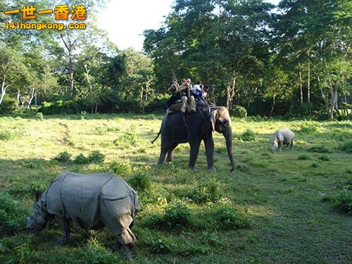 Nepal-Chitwan-Elaphent-Safari3.jpg