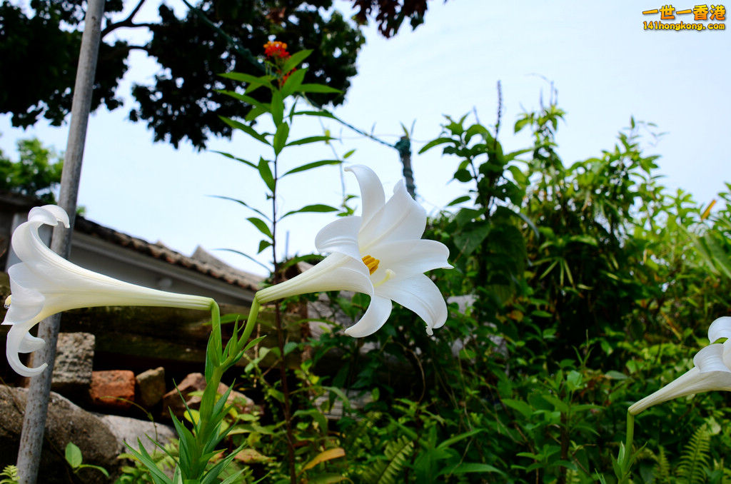 DSC_0003.jpg
