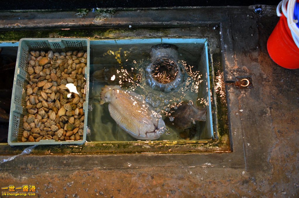 DSC_0132.jpg
