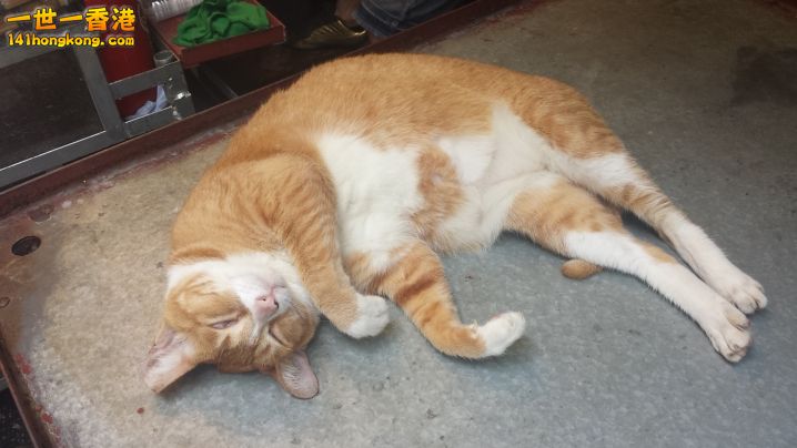 cats.jpg